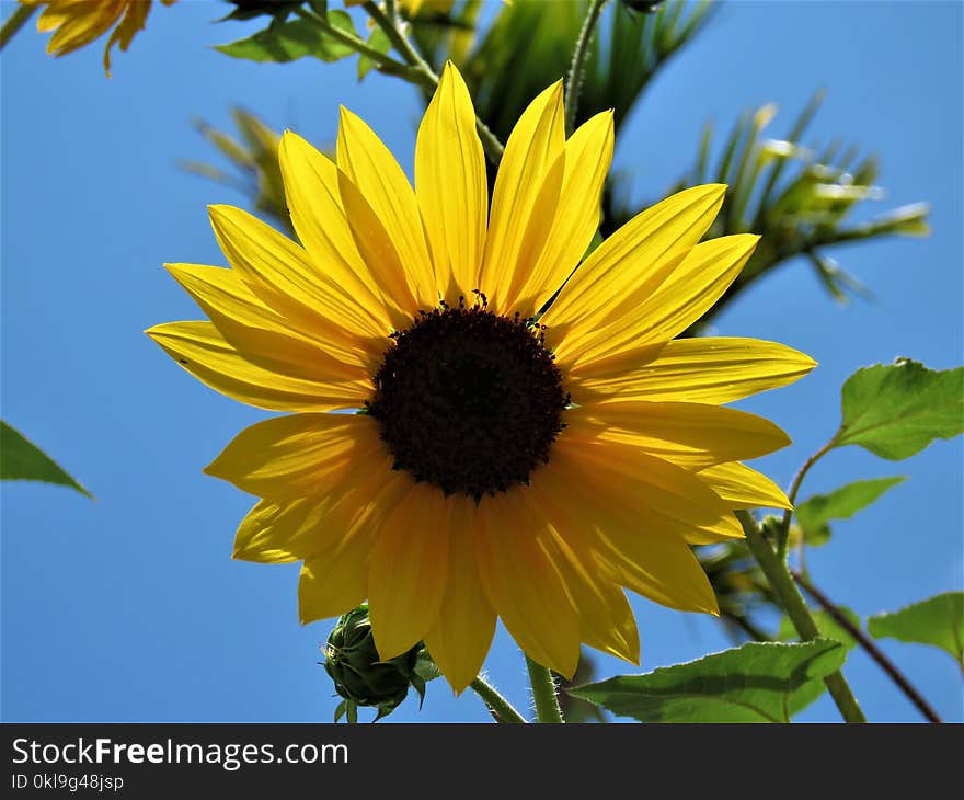 Flower, Sunflower, Yellow, Flowering Plant