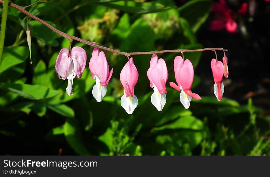 Flora, Plant, Flower, Pink