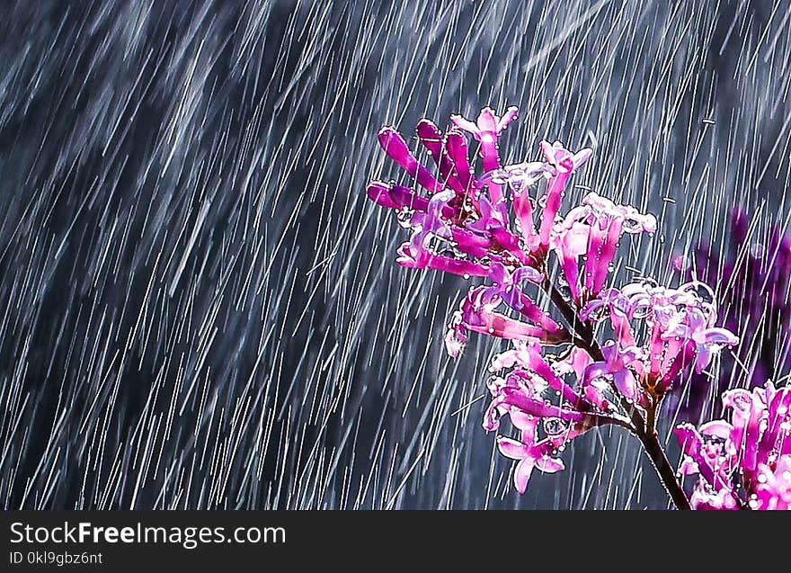 Pink, Purple, Flower, Flora