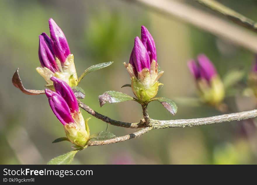 Flower, Plant, Bud, Flora