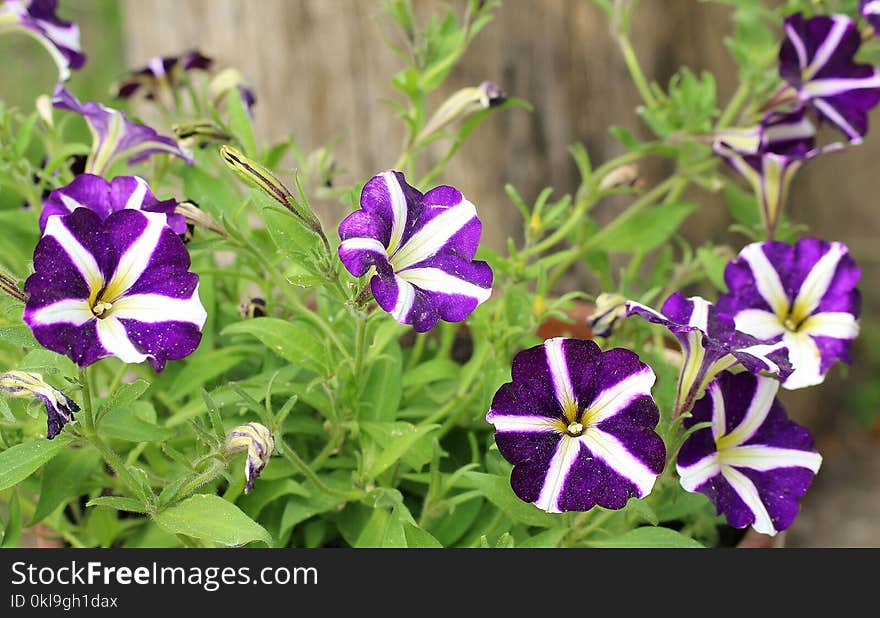 Flower, Plant, Flora, Purple