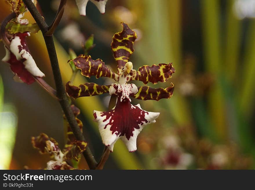 Flower, Flora, Plant, Flowering Plant