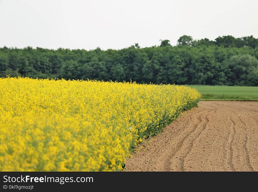 Yellow, Rapeseed, Field, Canola