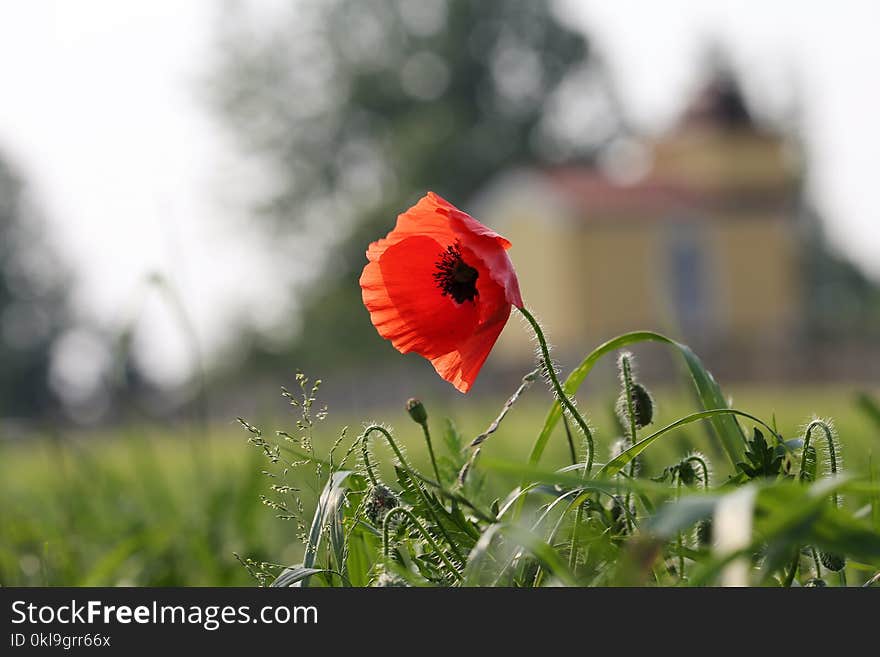 Flower, Poppy, Flowering Plant, Wildflower