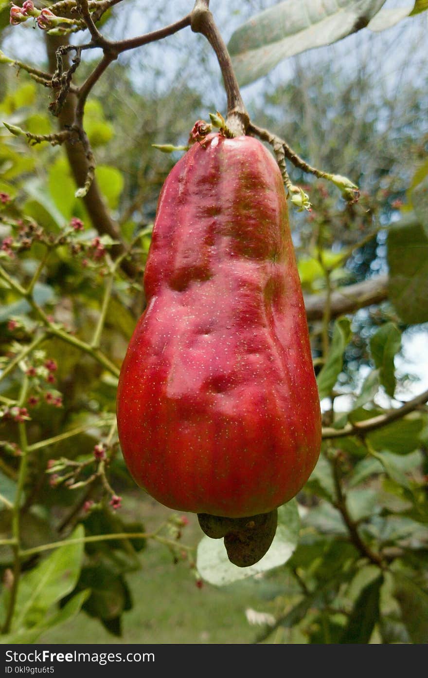 Flora, Fruit, Syzygium Samarangense, Leaf