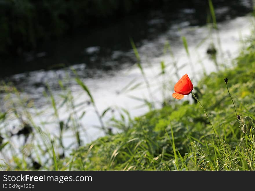 Water, Ecosystem, Leaf, Grass