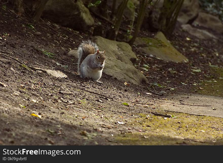 Fauna, Mammal, Wildlife, Squirrel