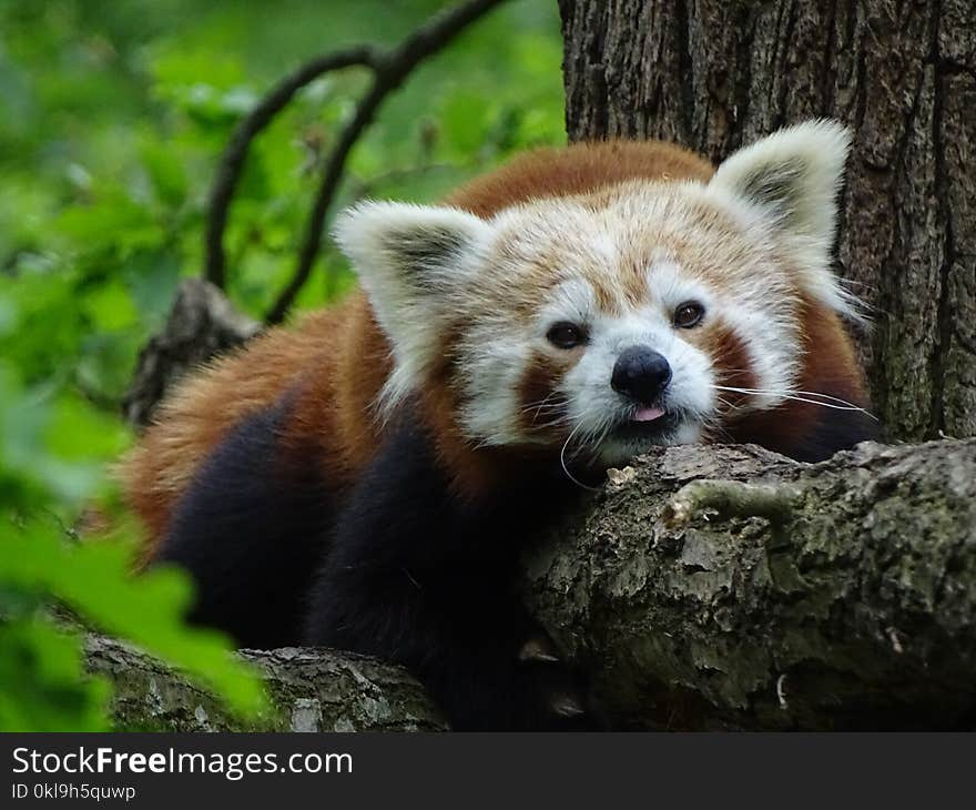 Red Panda, Mammal, Terrestrial Animal, Fauna