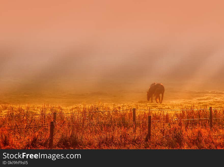 Ecosystem, Sky, Grassland, Savanna