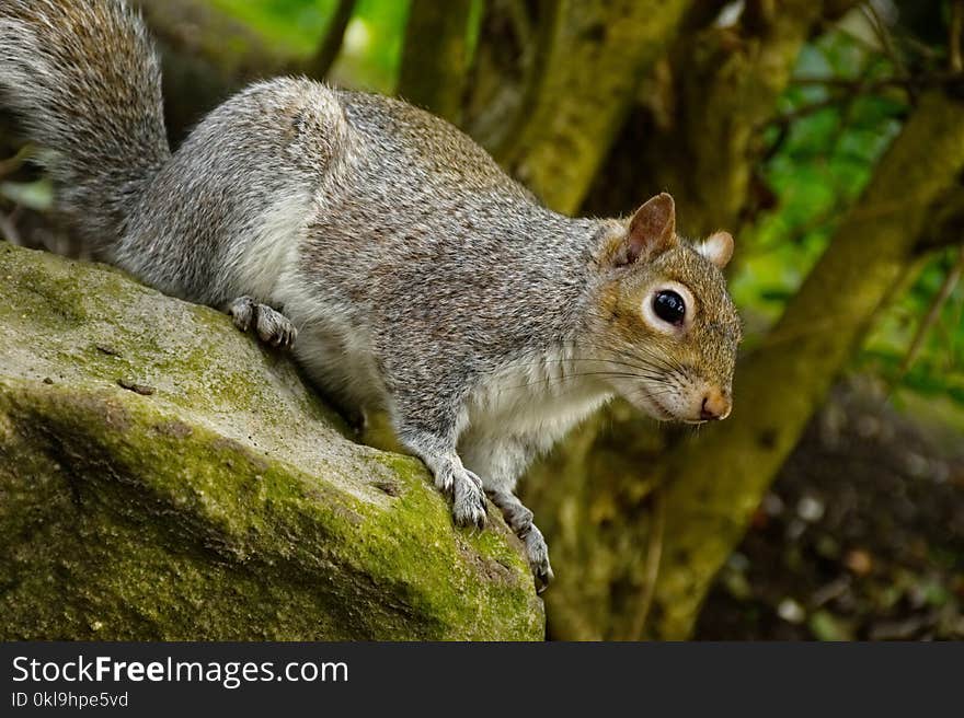 Squirrel, Fauna, Mammal, Wildlife