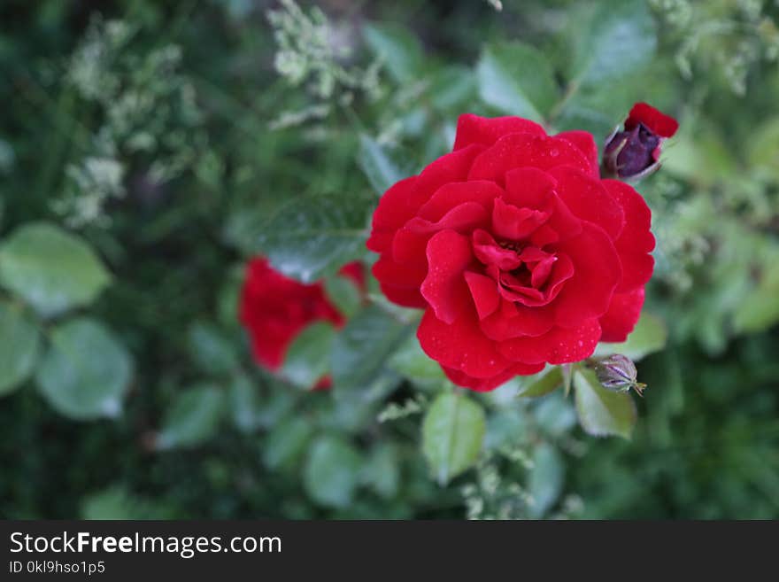 Rose, Flower, Rose Family, Red