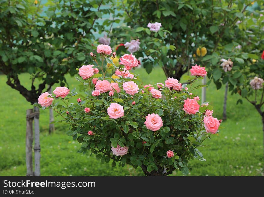 Flower, Plant, Rose Family, Rose