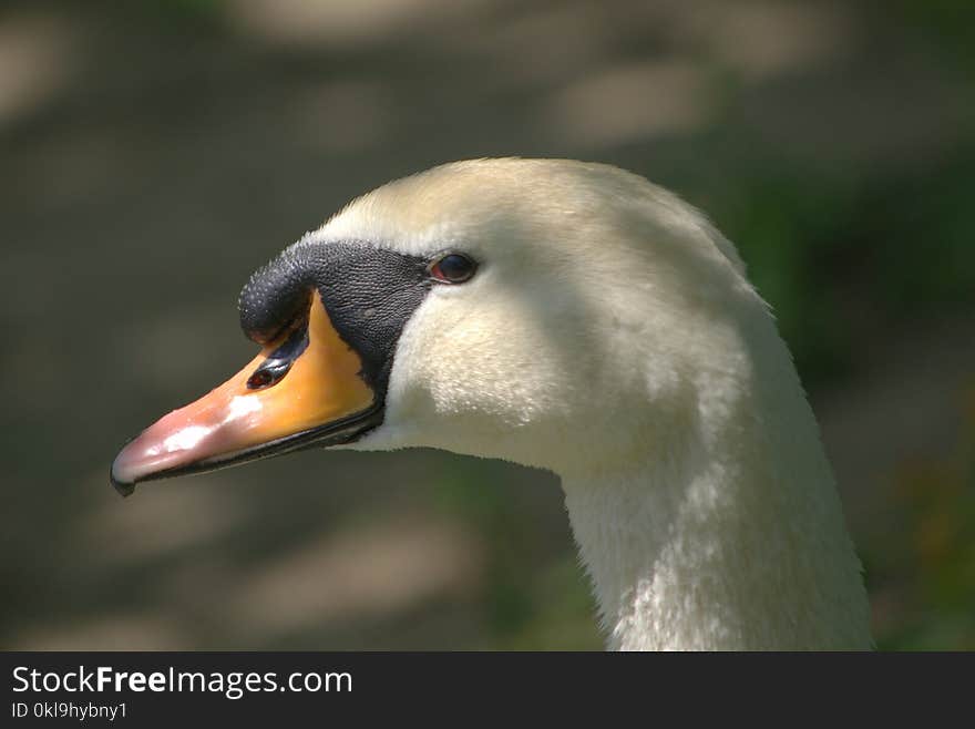 Bird, Beak, Fauna, Water Bird