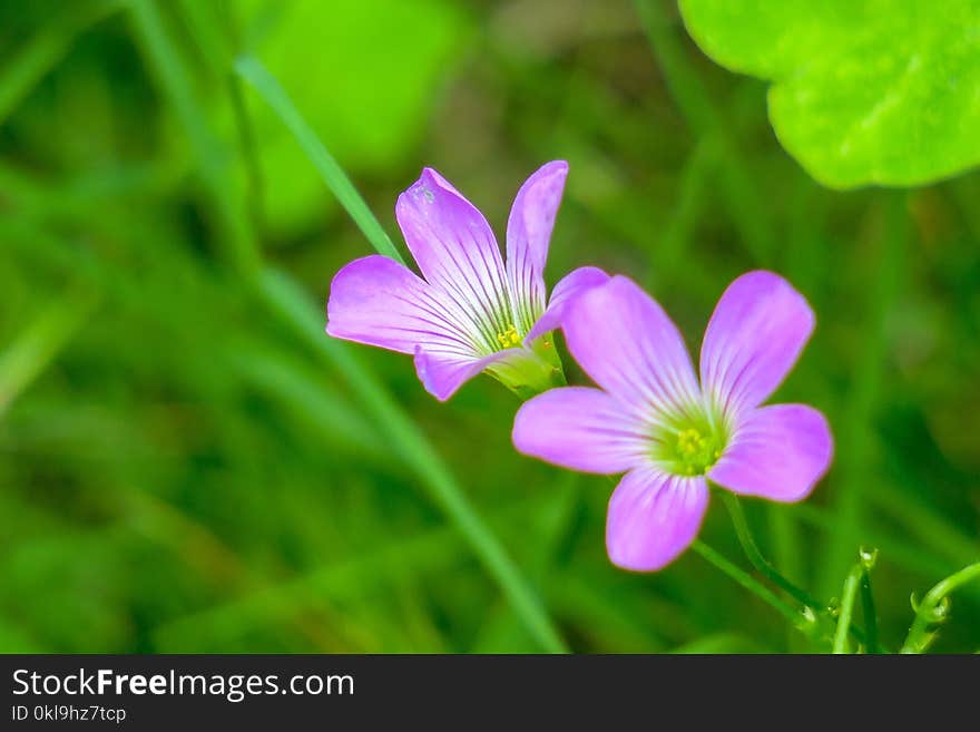 Flower, Flora, Plant, Wildflower