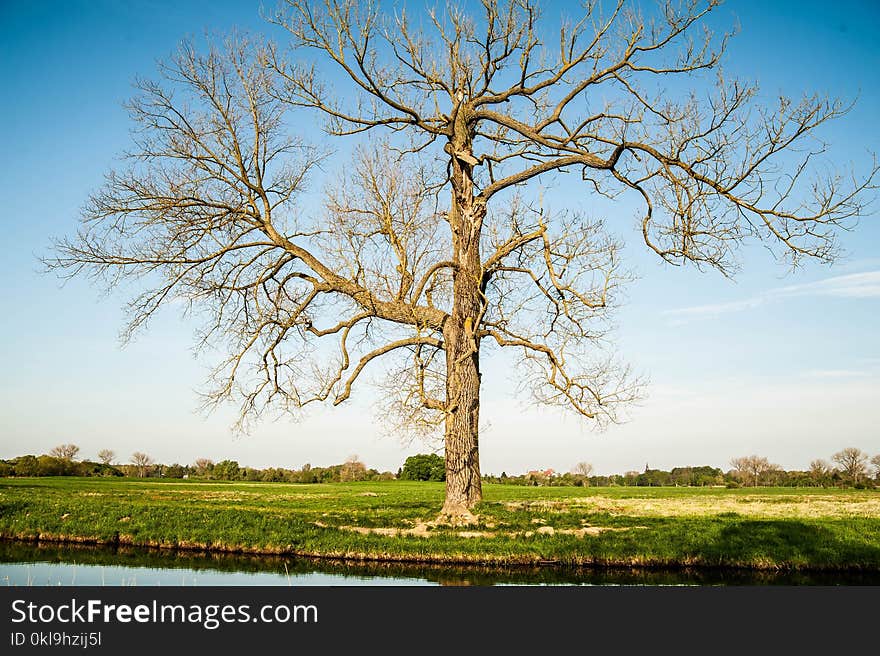 Tree, Sky, Woody Plant, Nature