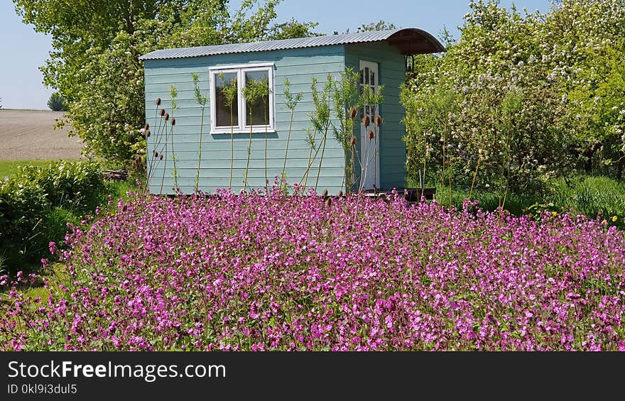 Flower, House, Plant, Home