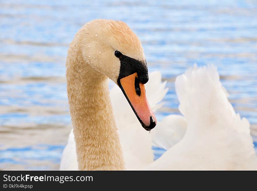 Swan, Bird, Beak, Water Bird