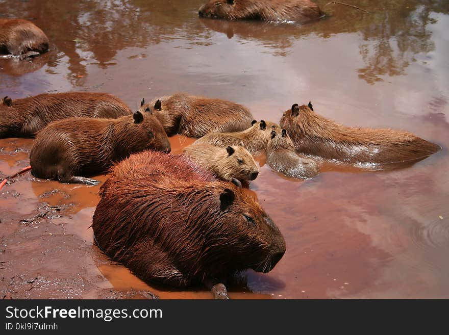 Beaver, Capybara, Mammal, Fauna