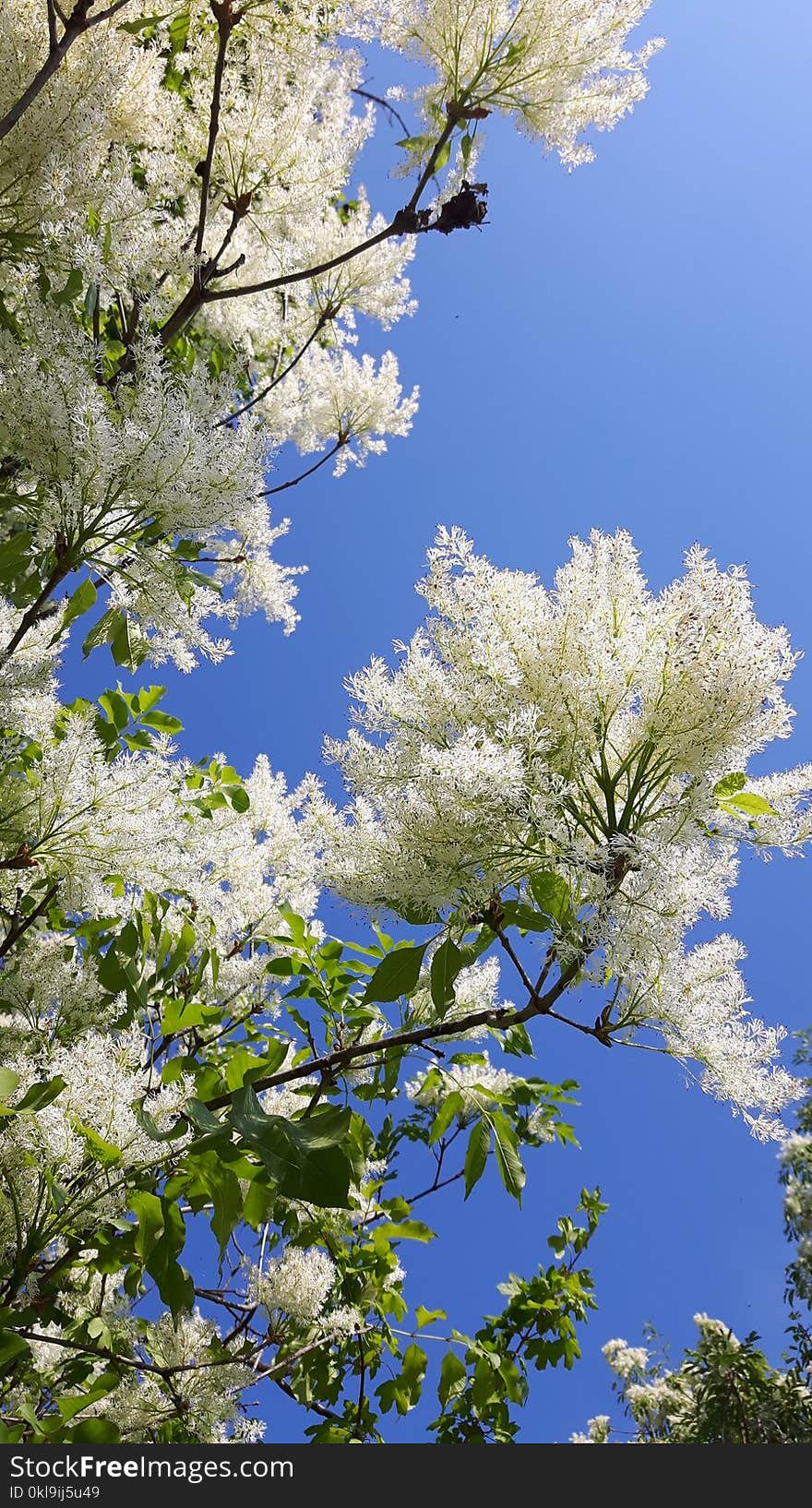 Sky, Tree, Spring, Blossom