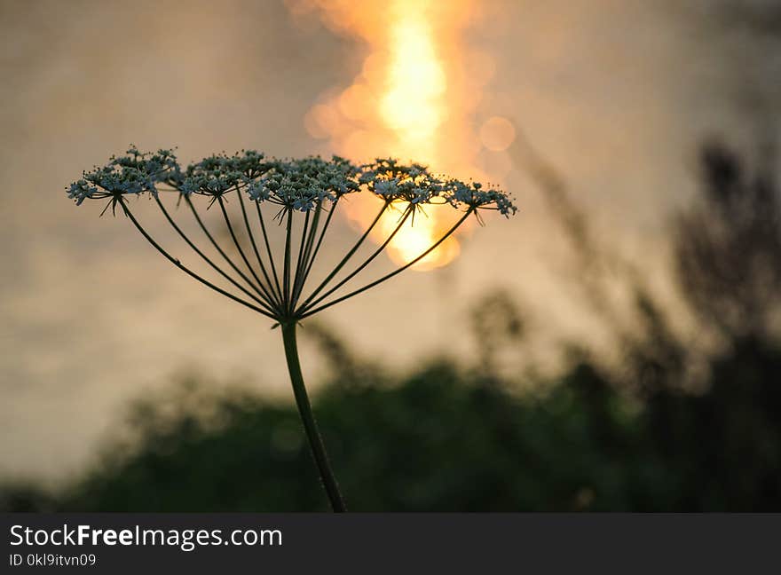 Morning, Sunlight, Sky, Flower