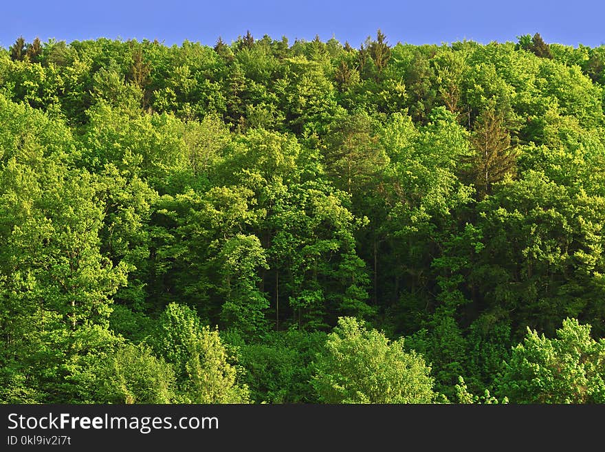 Vegetation, Temperate Broadleaf And Mixed Forest, Ecosystem, Tropical And Subtropical Coniferous Forests