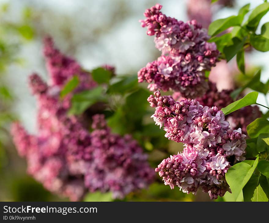 Lilac, Purple, Flower, Plant