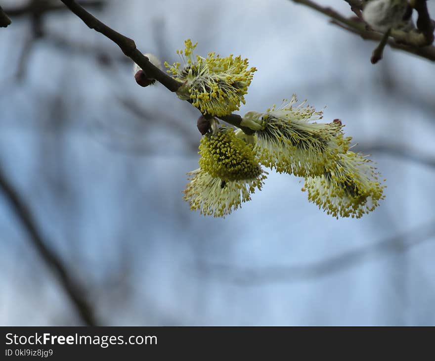 Branch, Flora, Tree, Twig