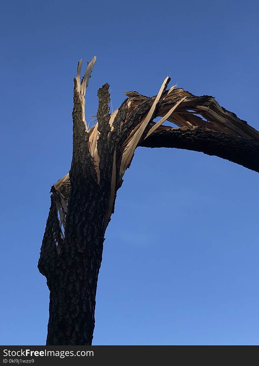 Sky, Tree, Woody Plant, Branch