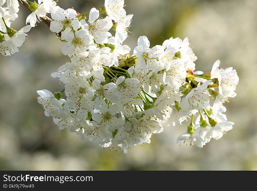 White, Blossom, Spring, Flower