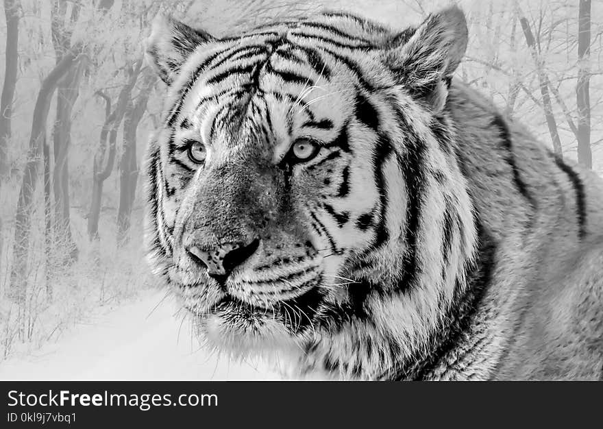 Wildlife, Tiger, Black And White, Mammal