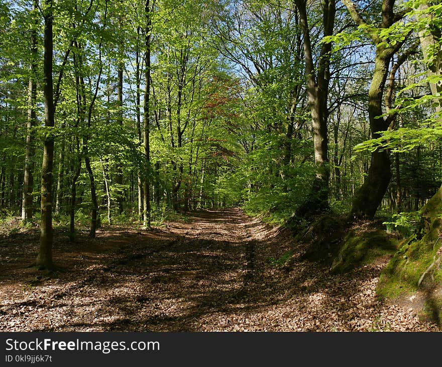 Woodland, Ecosystem, Nature Reserve, Forest