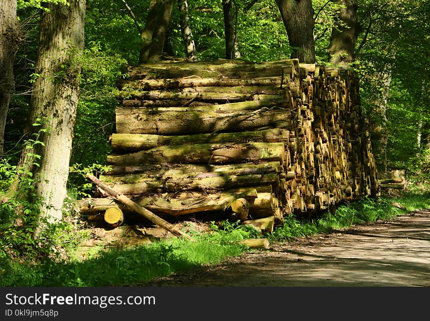 Nature Reserve, Vegetation, Woodland, Tree