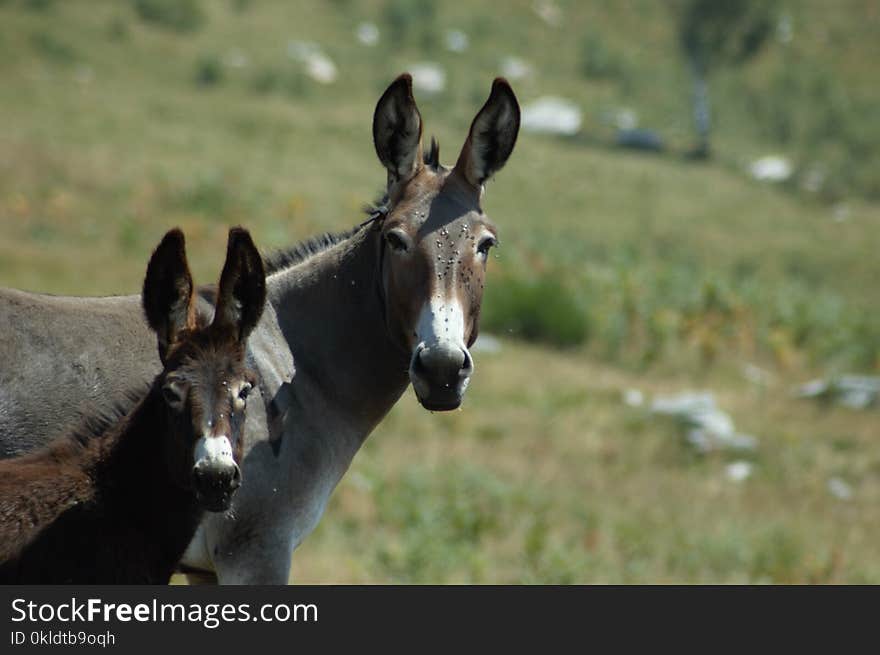 donkeys look at travelers. donkeys look at travelers