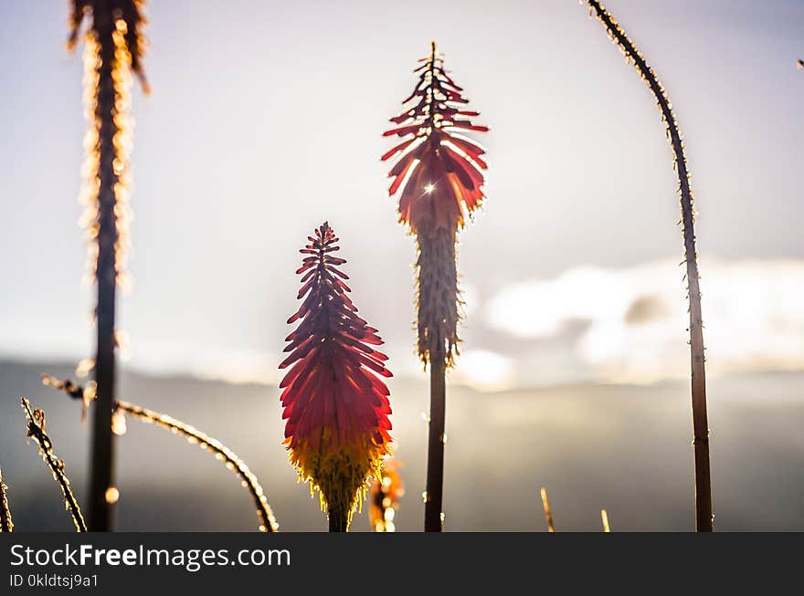 red flowers with sunset light