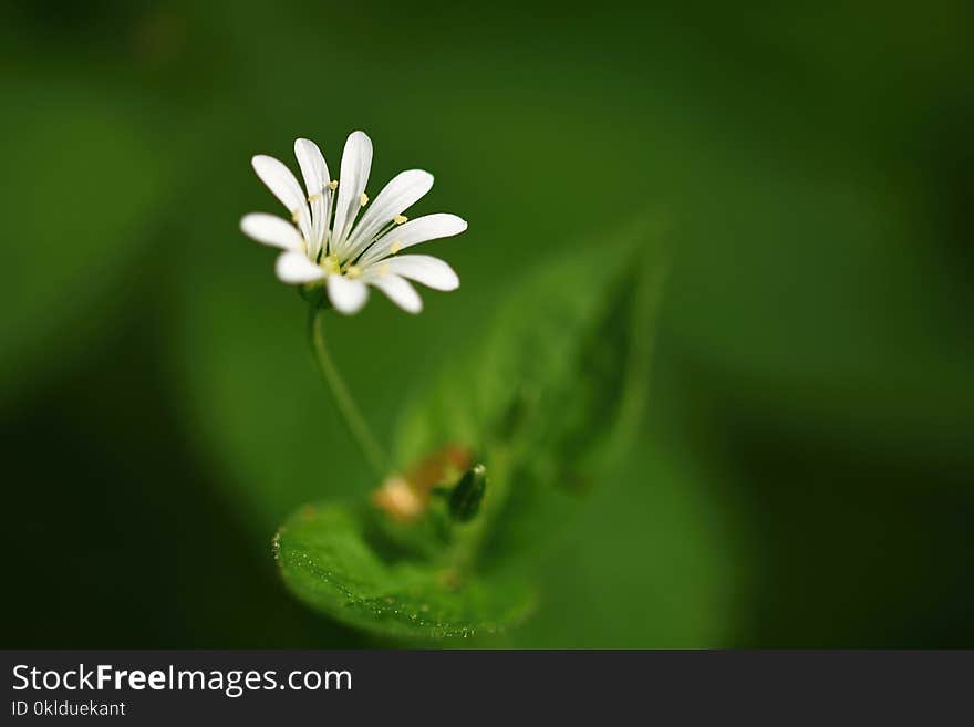 Beautiful little spring white flower. Natural colored blurred background with forest.Stellaria nemorum.