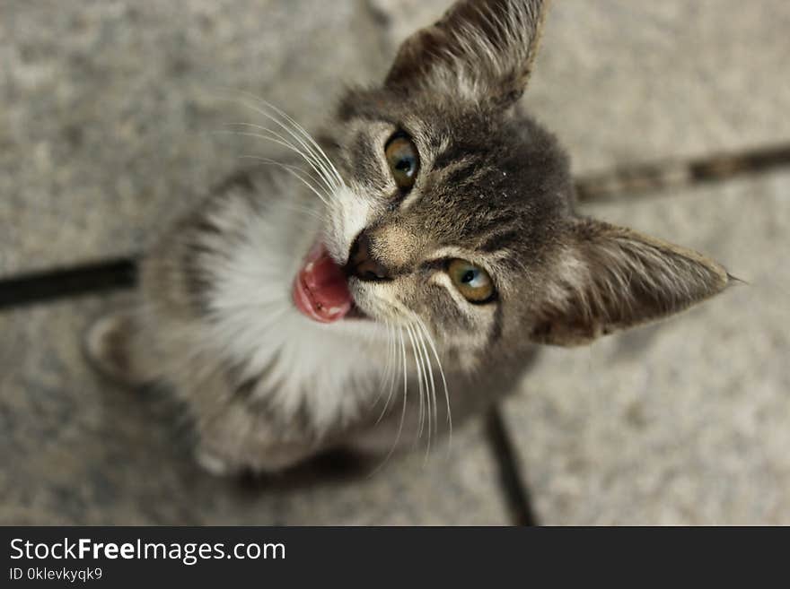 a little lovely cat meowing in the camera