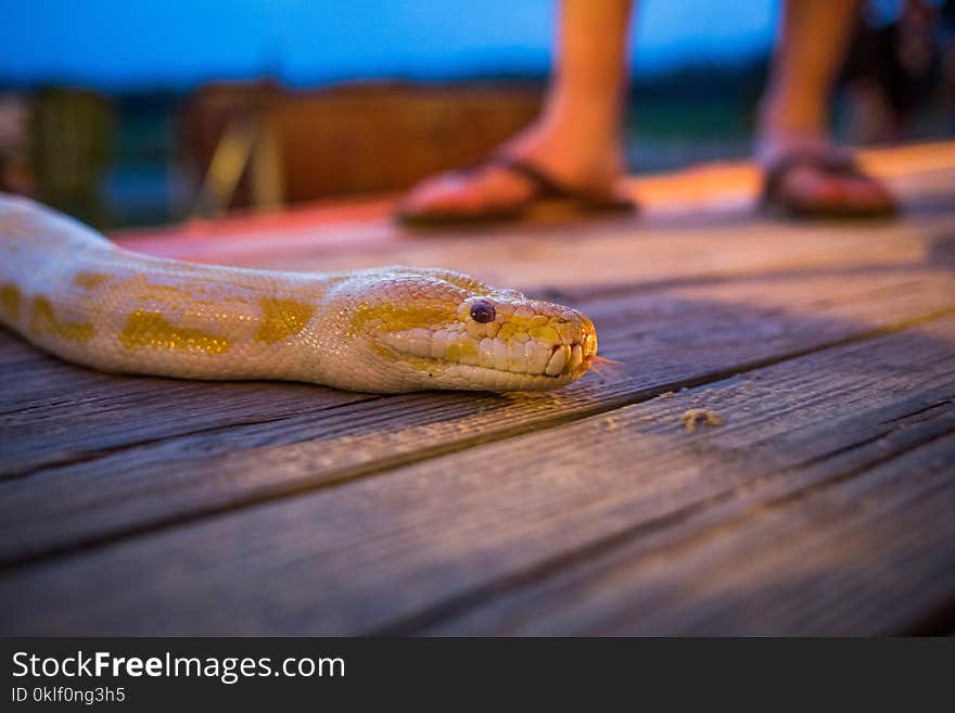 Big Yellow Burmese Python Crawling On The Floor