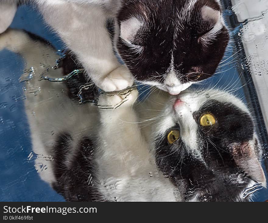 A beautiful adult young black and white cat with big yellow eyes and pink velvet wet nose sits on a wet mirror blue background and expressively looks on its reflection in the mirror.