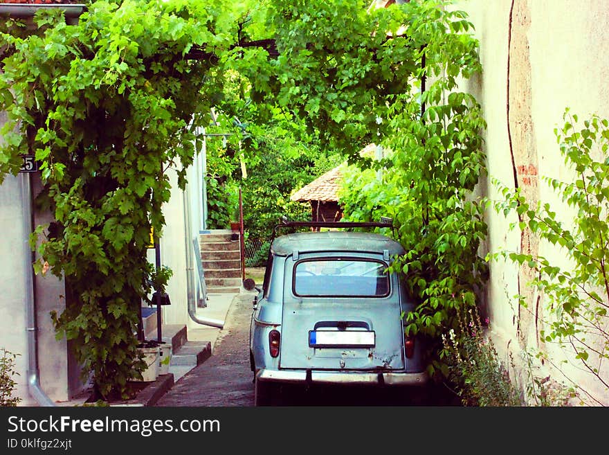 A small car parked in a narrow street where many green plants wiggle