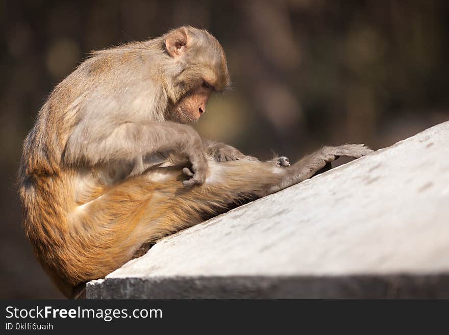 The adult monkey tries to discover fleas on herself on a knee, basking in the sun, on a gray wall. The adult monkey tries to discover fleas on herself on a knee, basking in the sun, on a gray wall.