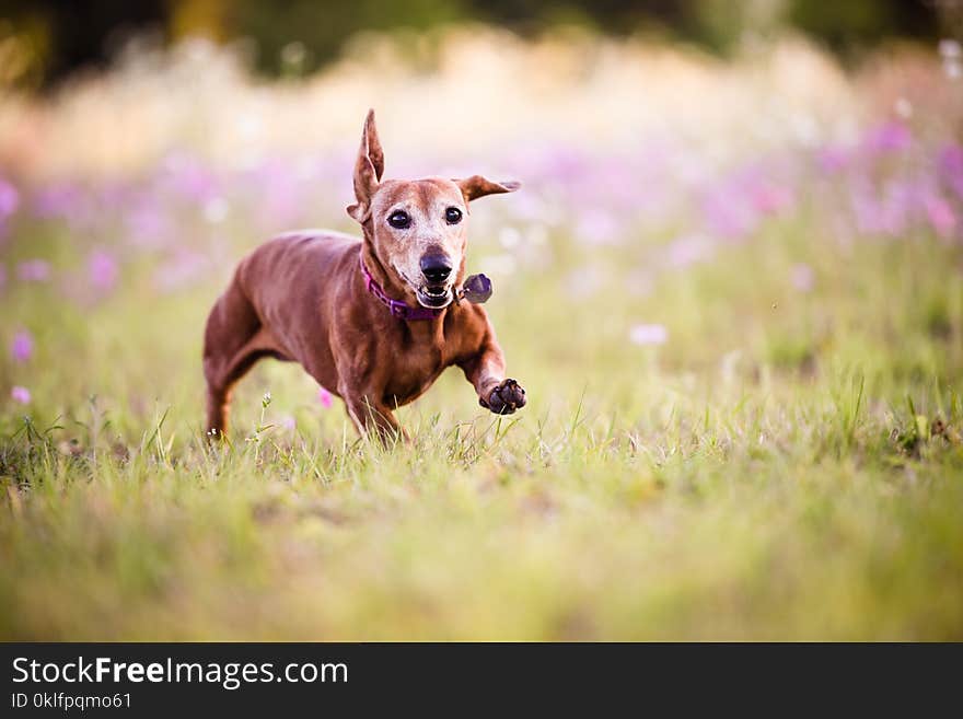 Cute dachshund dog brown in color on a field of purple flowers on a sunny summer day. Cute dachshund dog brown in color on a field of purple flowers on a sunny summer day