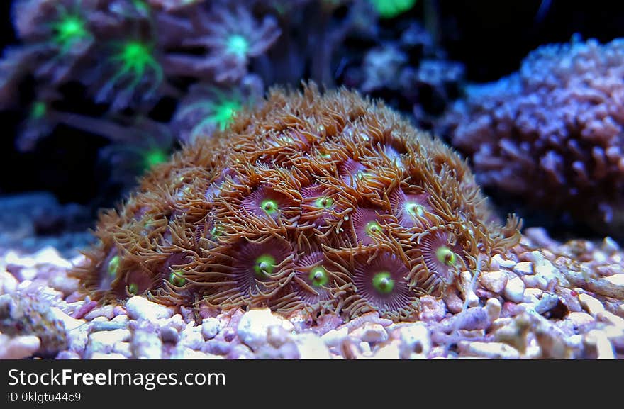 Zoanthus Coral polyps in reef aquarium tank scene