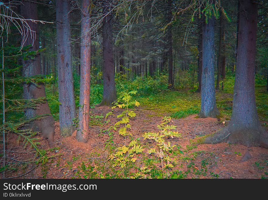 Evening in the coniferous forest