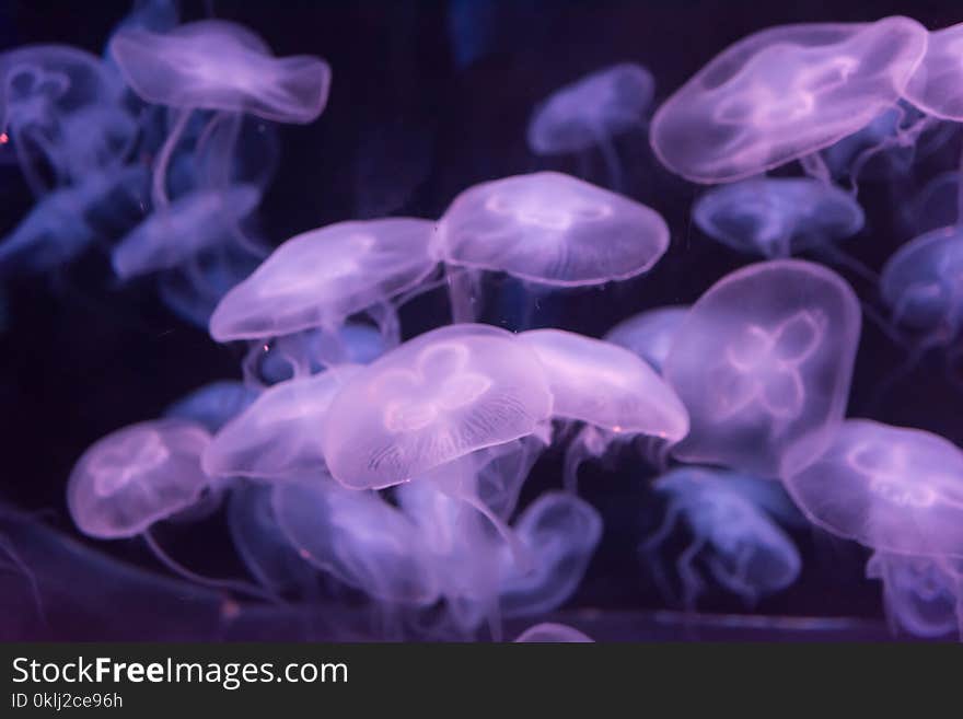 Moon jellyfish Aurelia aurita purple translucent color and purple background. Aurelia aurita also called the common jellyfish, moon jellyfish, moon jelly, or saucer jelly is a widely studied species of the genus Aurelia. Moon jellyfish Aurelia aurita purple translucent color and purple background. Aurelia aurita also called the common jellyfish, moon jellyfish, moon jelly, or saucer jelly is a widely studied species of the genus Aurelia