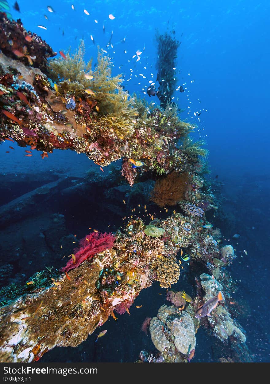 Coral reef off coast of Bali