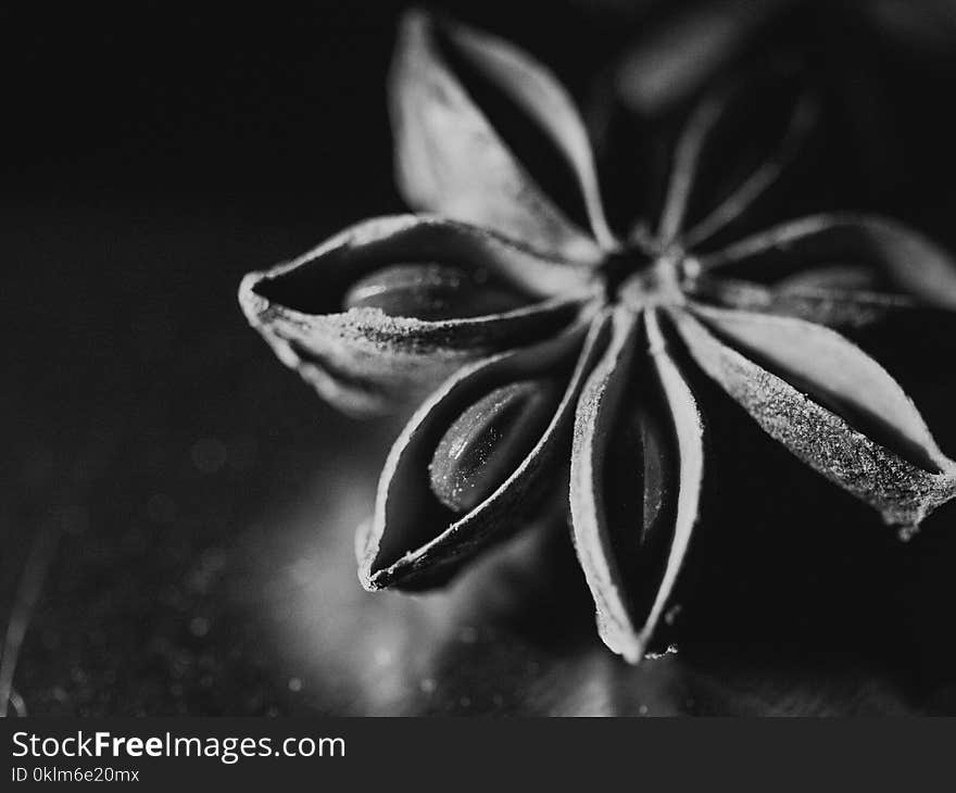 Grayscale Photo of Sedum