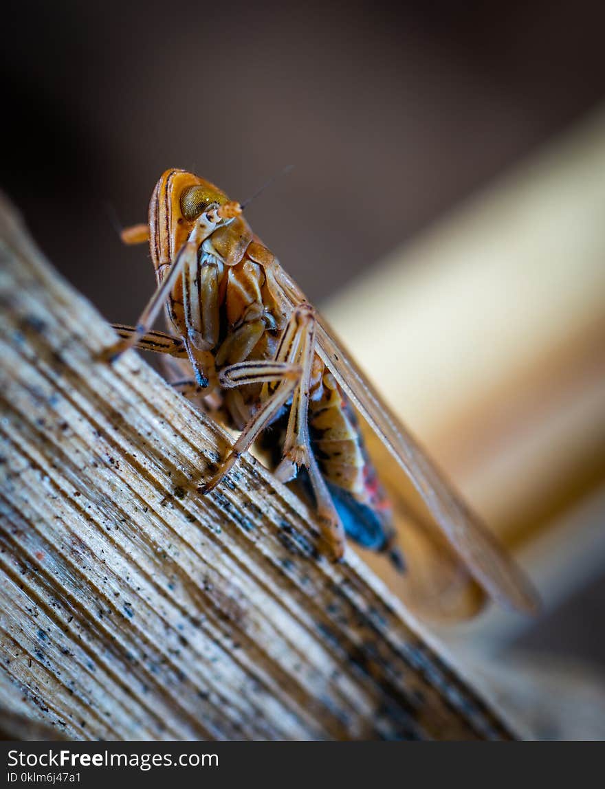 Brown Insect in Macro Photography