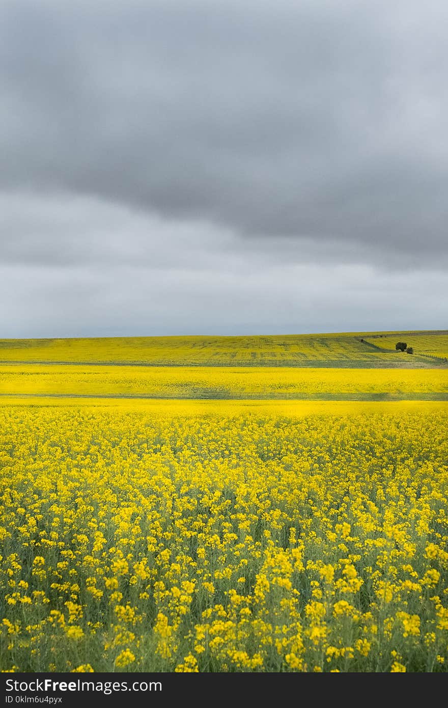 Photo of Bed of Yellow Petaled Flowers