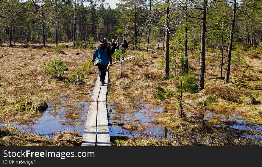 People Walking in Brown Wooden Planks in Forest