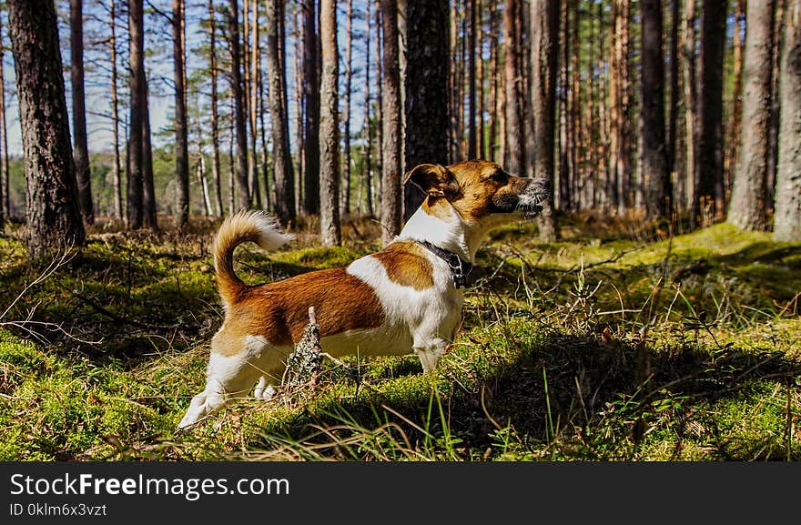 Medium Short-coated Tan and White Dog on Focus Photo